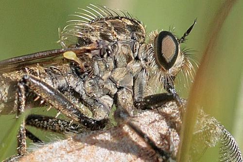Dysmachus fuscipennis